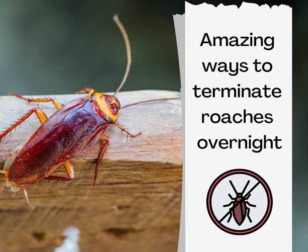 S.S.V dusting powder for cockroaches & other crawling insects 100g - image 2